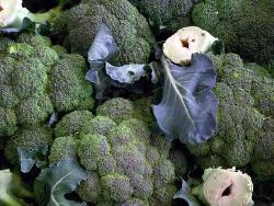 Produktfoto zu Broccoli