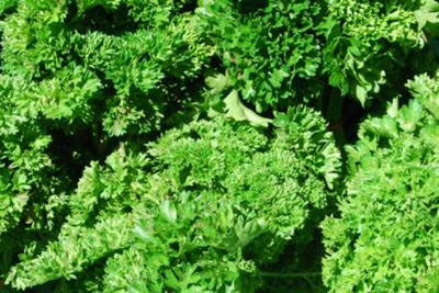 Produktfoto zu Petersilie