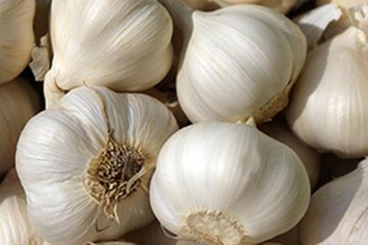 Knoblauch HBH
