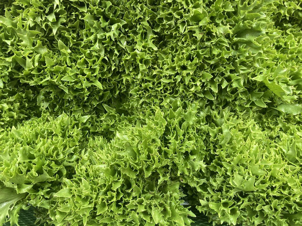 Produktfoto zu Crispysalat grün HBH