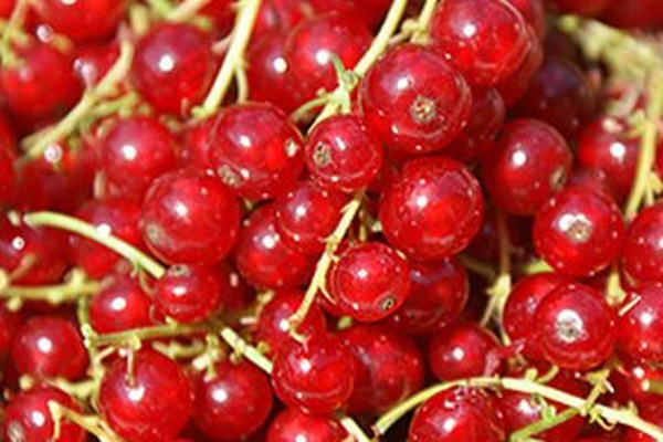Produktfoto zu Johannisbeeren 250g HBH