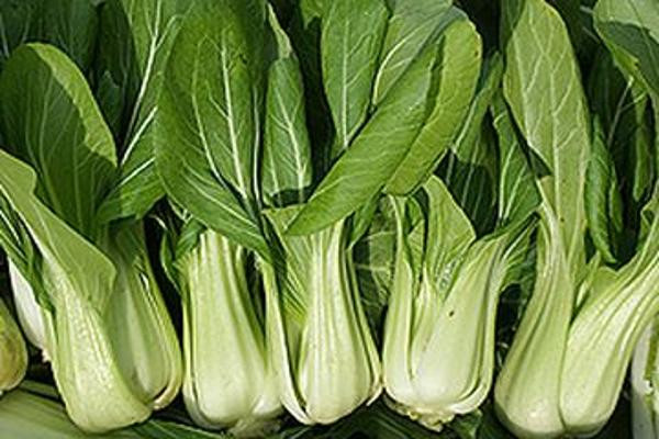 Produktfoto zu Pak-Choi