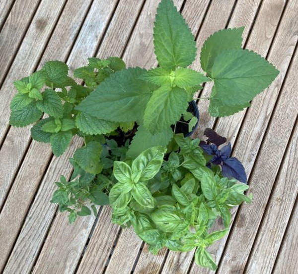 Produktfoto zu Gewinnspiel Kräuterstrauß