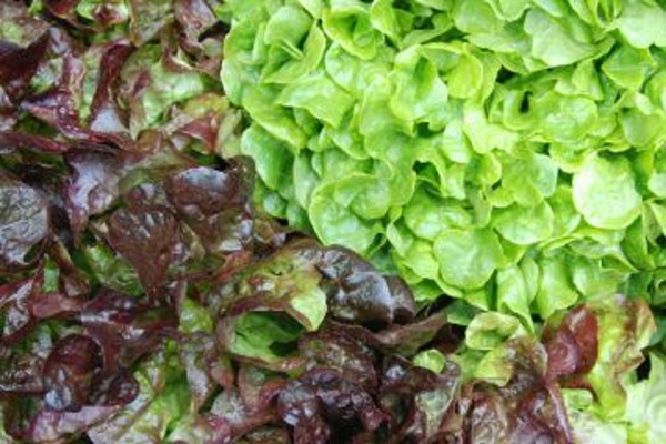 Produktfoto zu Salat HbH