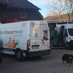 Hahn und Hühner in Wiese