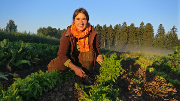 KI generiert: Das Bild zeigt eine Frau, die in einem Gemüsegarten arbeitet und frischen Salat erntet. Sie ist von grünen Pflanzen umgeben, und im Hintergrund sind Bäume und ein klarer Himmel zu sehen.