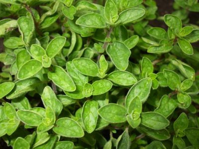 Produktfoto zu Oregano HBH
