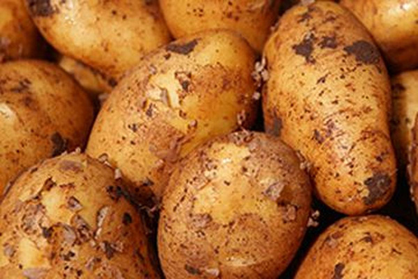 Produktfoto zu Frühkartoffeln nicht im Angebo