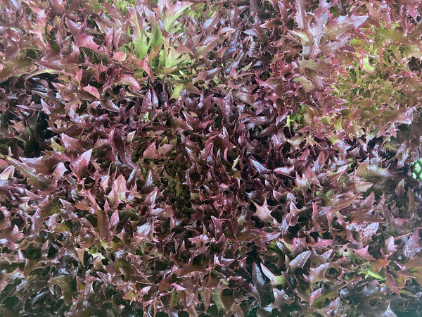 Produktfoto zu Crispysalat rot HBH