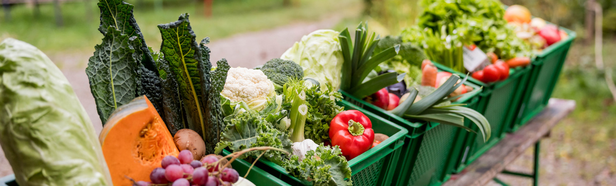 KI generiert: Das Bild zeigt eine Kiste voller frischem Obst und Gemüse, darunter Grünkohl, Äpfel, Birnen, Rote Bete, Karotten und Lauch. Der Hauptinhalt ist eine vielfältige Auswahl an frischen, gesunden Lebensmitteln.
