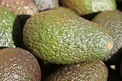 Produktfoto zu Avocado