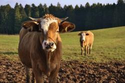 Produktfoto zu Hackfleisch 5kg tiefgefroren