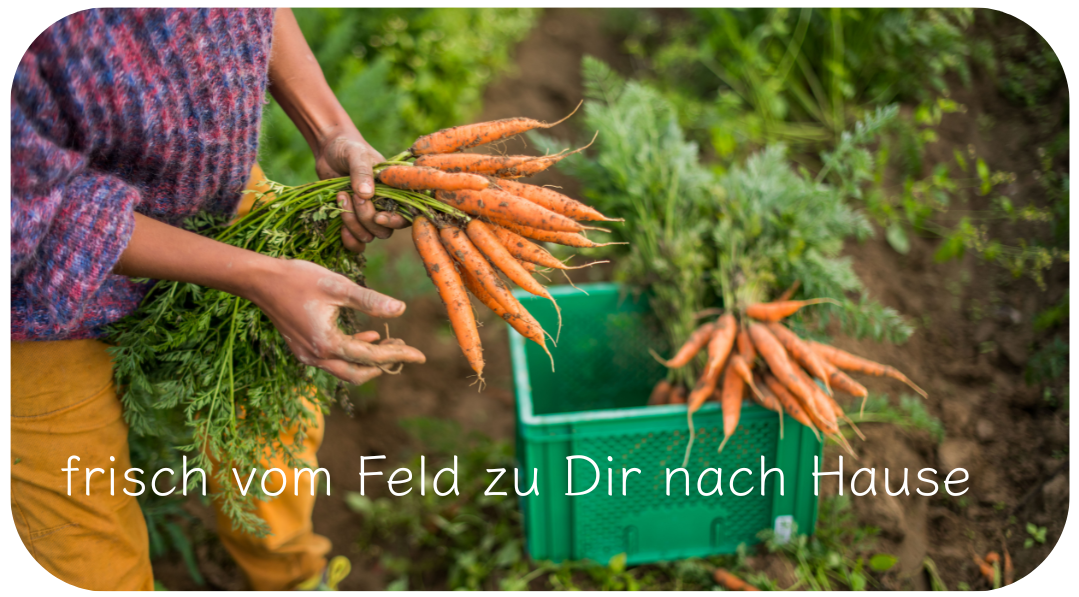 KI generiert: Eine Person hält frische Karotten über einer Kiste. Text: "frisch vom Feld zu Dir nach Hause".