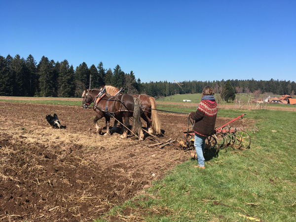 KI generiert: Ein Landwirt pflügt ein Feld mit Hilfe von zwei Pferden in einer ländlichen Umgebung. Ein Hund sitzt daneben, während der Landwirt den Pflug lenkt.