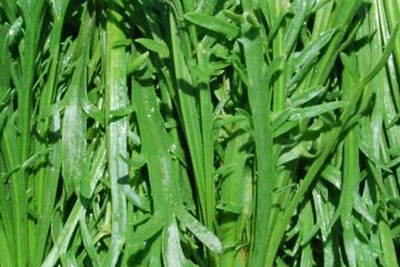 Produktfoto zu Hirschhornwegerich HBH