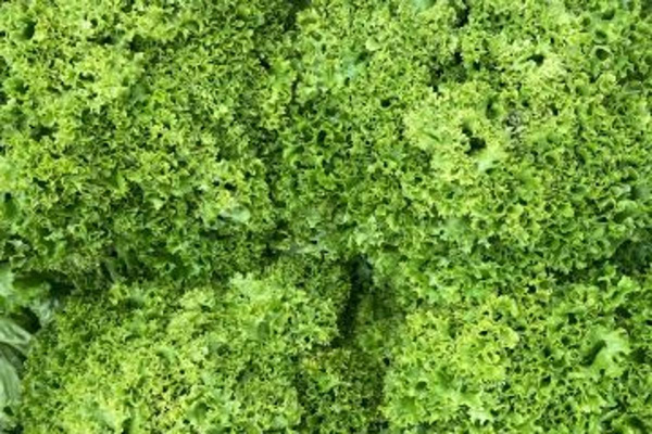 Produktfoto zu Lollosalat grün HBH