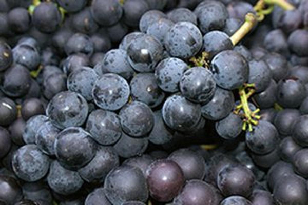 Produktfoto zu Trauben blau