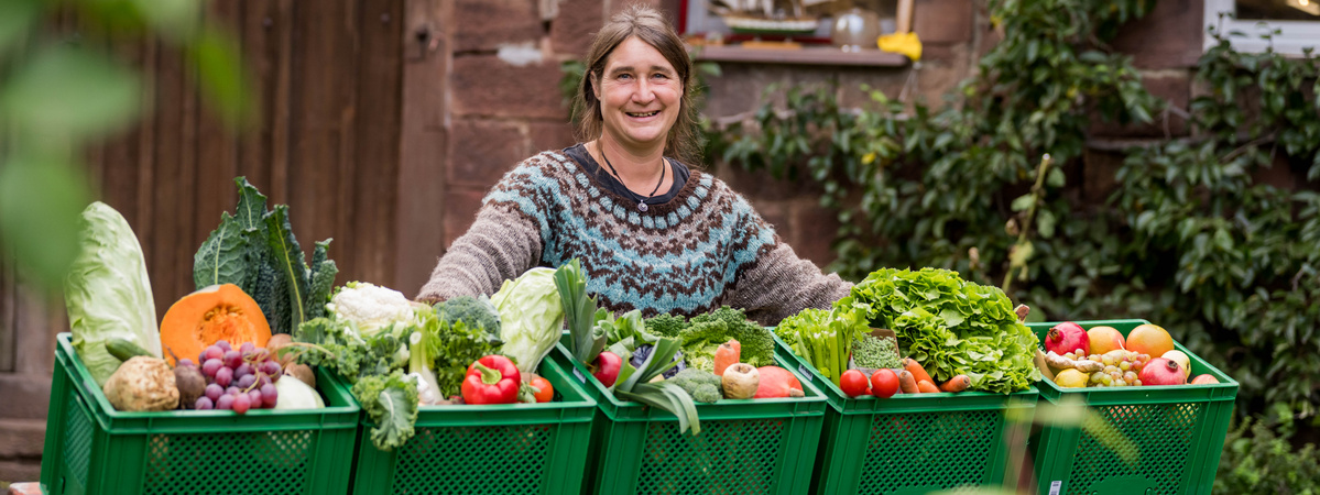 KI generiert: Ein Mann kniet in einem Kürbisfeld und hält einen großen Kürbis in den Händen. Die Szene spielt sich in einer ländlichen Umgebung mit Feldern im Hintergrund ab.