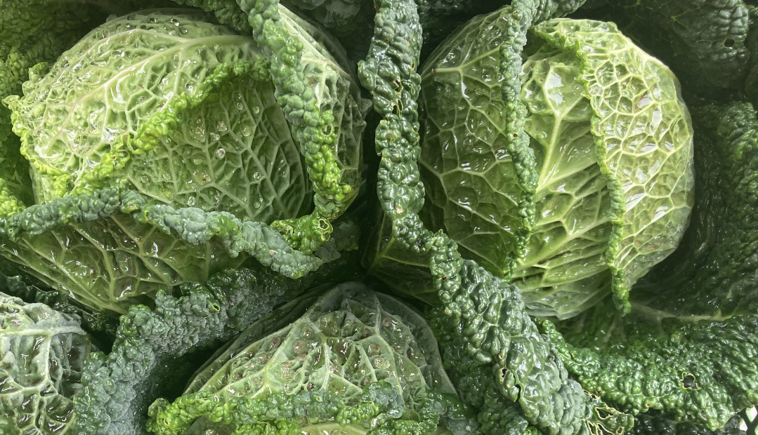 KI generiert: Kohlköpfe mit Wassertropfen auf den grünen Blättern.