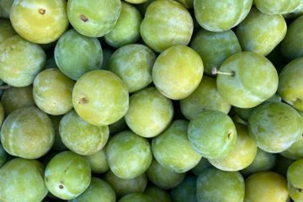 Produktfoto zu Renecloden