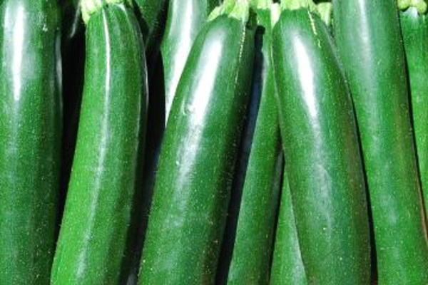 Produktfoto zu Zucchini HBH,sf