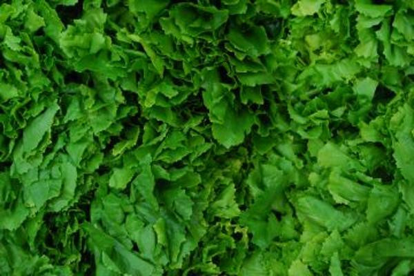 Produktfoto zu Endiviensalat