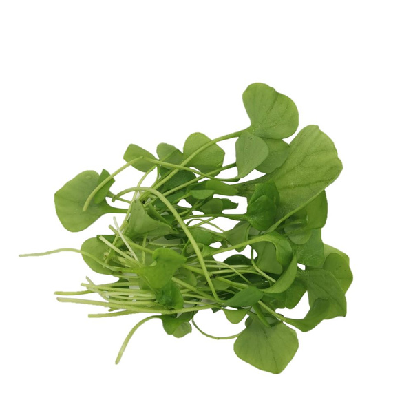 KI generiert: Ein Bündel frischer, grüner Wasserkresse auf weißem Hintergrund.