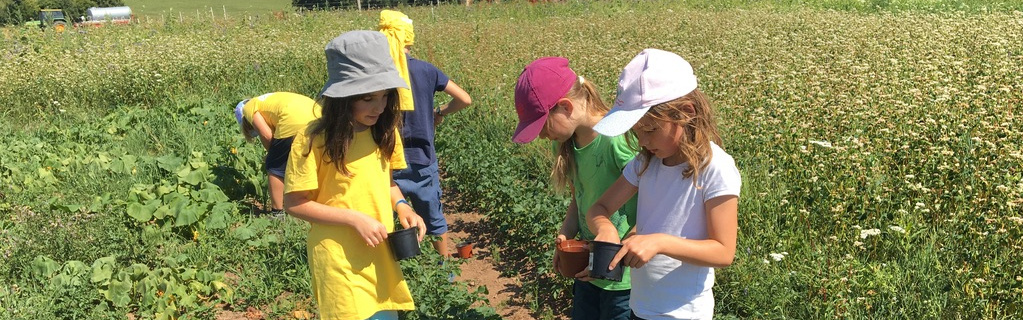 KI generiert: Das Bild zeigt eine weite, grüne Wiese unter einem strahlend blauen Himmel mit einigen verstreuten Gebäuden und Bäumen im Hintergrund. Der Hauptinhalt des Bildes ist die ruhige, ländliche Landschaft.