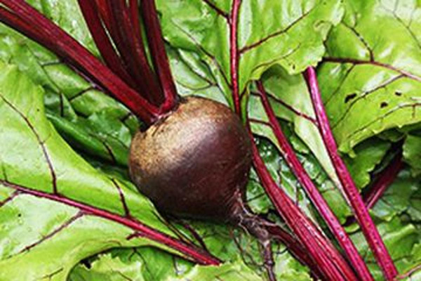 Produktfoto zu Rote Bete Bund HBH