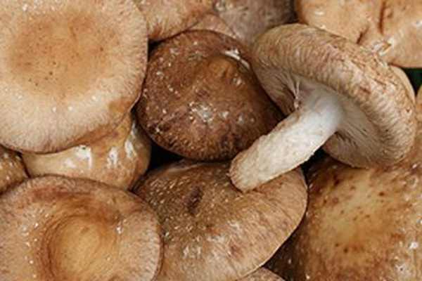 Produktfoto zu Shiitake-Pilze
