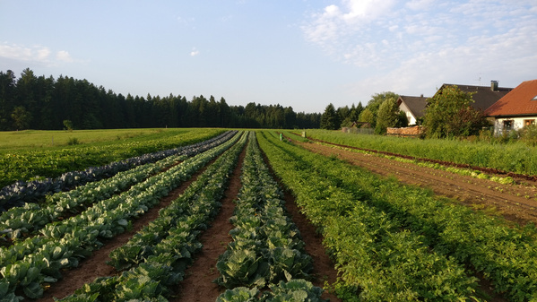 KI generiert: Das Bild zeigt ein weitläufiges Gemüsefeld mit mehreren Reihen von Pflanzen, umgeben von Wiesen und einem Wald im Hintergrund. Rechts auf dem Bild befinden sich einige Gebäude mit roten Dächern.