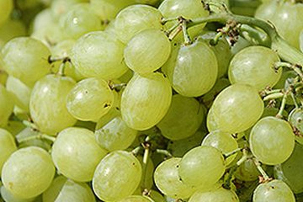 Produktfoto zu Trauben weiß