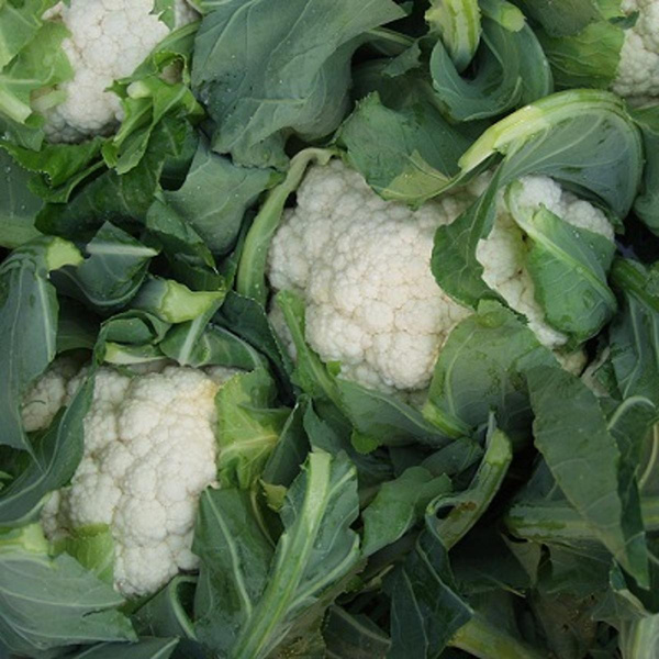 Produktfoto zu Blumenkohl HBH, klein- wird eingewogen