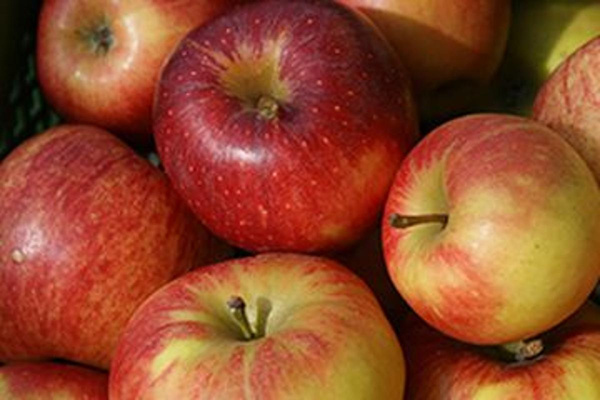 Produktfoto zu Frühapfel Hana