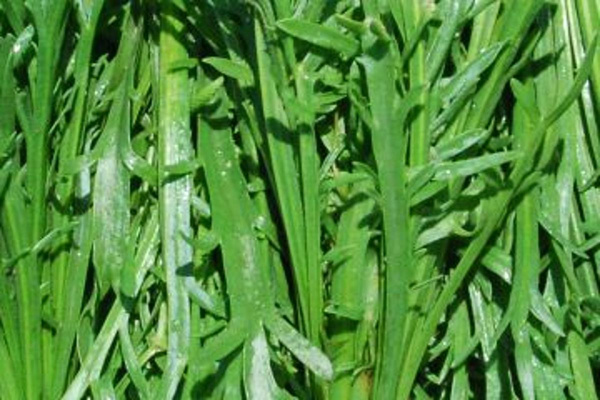 Produktfoto zu Hirschhornwegerich HBH