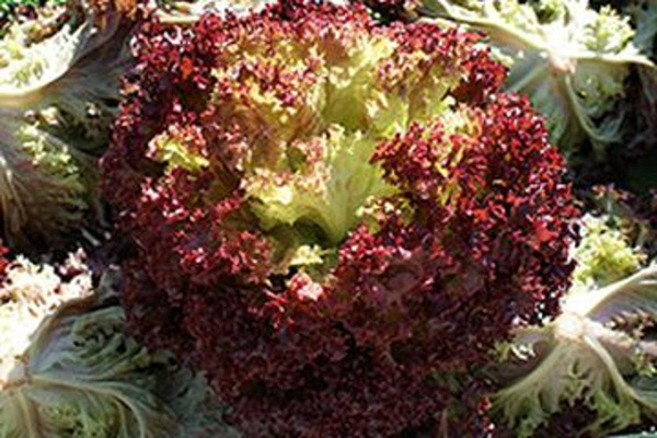 Produktfoto zu Lollosalat rot HBH