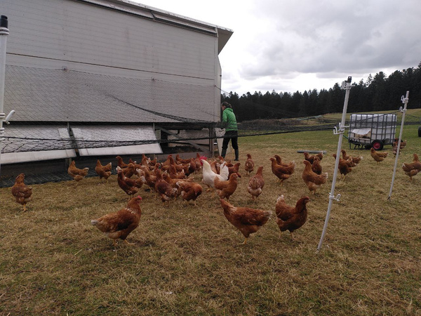 KI generiert: Das Bild zeigt eine Gruppe von Hühnern, die um einen kleinen mobilen Hühnerstall auf einer grünen Wiese versammelt sind. Im Hintergrund ist eine bewaldete Landschaft unter einem klaren Himmel zu sehen.