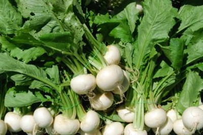 Produktfoto zu Mairübchenbund