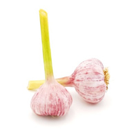 KI generiert: Bild zeigt zwei Knollen frischen Knoblauch mit rosanen Streifen auf weißem Hintergrund.