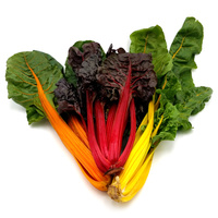 KI generiert: Bunte Mangoldblätter in Grün, Rot, Gelb und Orange auf weißem Hintergrund.