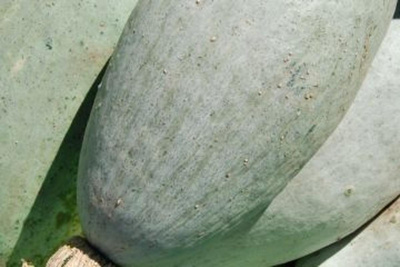 Produktfoto zu Kürbis Blaue Banane HBHsf