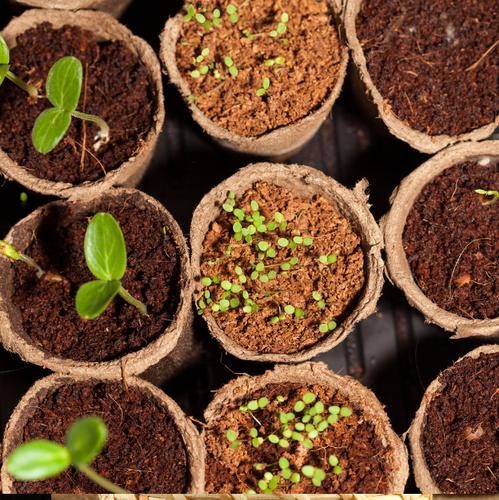 KI generiert: Mehrere Töpfe mit jungen Pflanzen und Sämlingen in Erde.