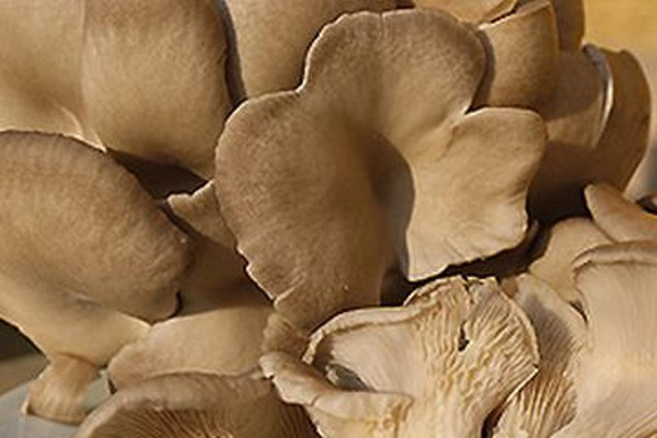 Produktfoto zu Austernpilze