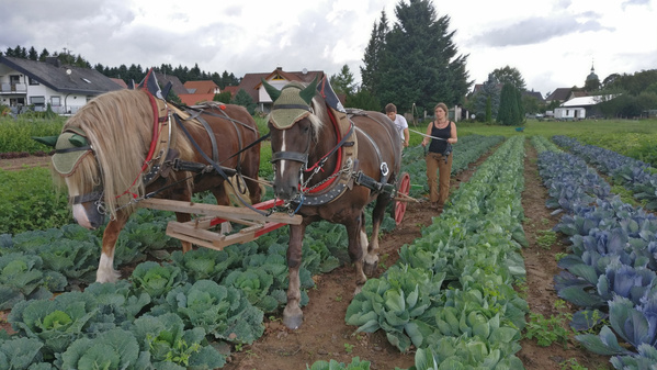 KI generiert: Das Bild zeigt zwei Pferde, die ein landwirtschaftliches Gerät durch ein Feld mit Kohl ziehen, während zwei Personen sie begleiten. Im Hintergrund sind Wohnhäuser und Bäume zu sehen.