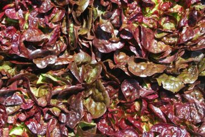 Produktfoto zu Eichblattsalat rot HBH
