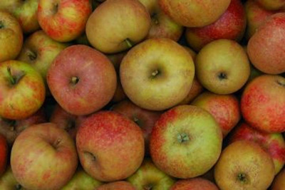 Produktfoto zu Apfel, Boskoop