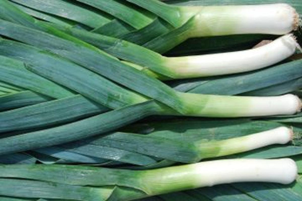 Produktfoto zu Lauch HBH,sf