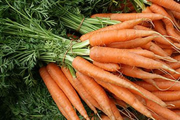 Produktfoto zu Möhren, Bund