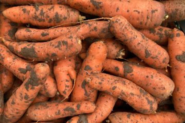 Produktfoto zu Möhren, ungewaschen