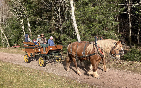 KI generiert: Das Bild zeigt eine Person mit Hut, die auf einem Pferdewagen sitzt und auf einem Weg durch eine grüne Wiesenlandschaft fährt. Vor ihr sind zwei Pferde angespannt, und im Hintergrund ist ein Wald zu sehen.